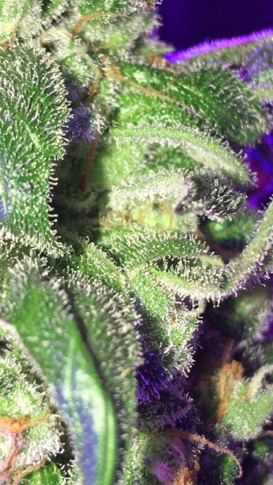 How long does harvest window last  nice trichomes appreciation pics 7