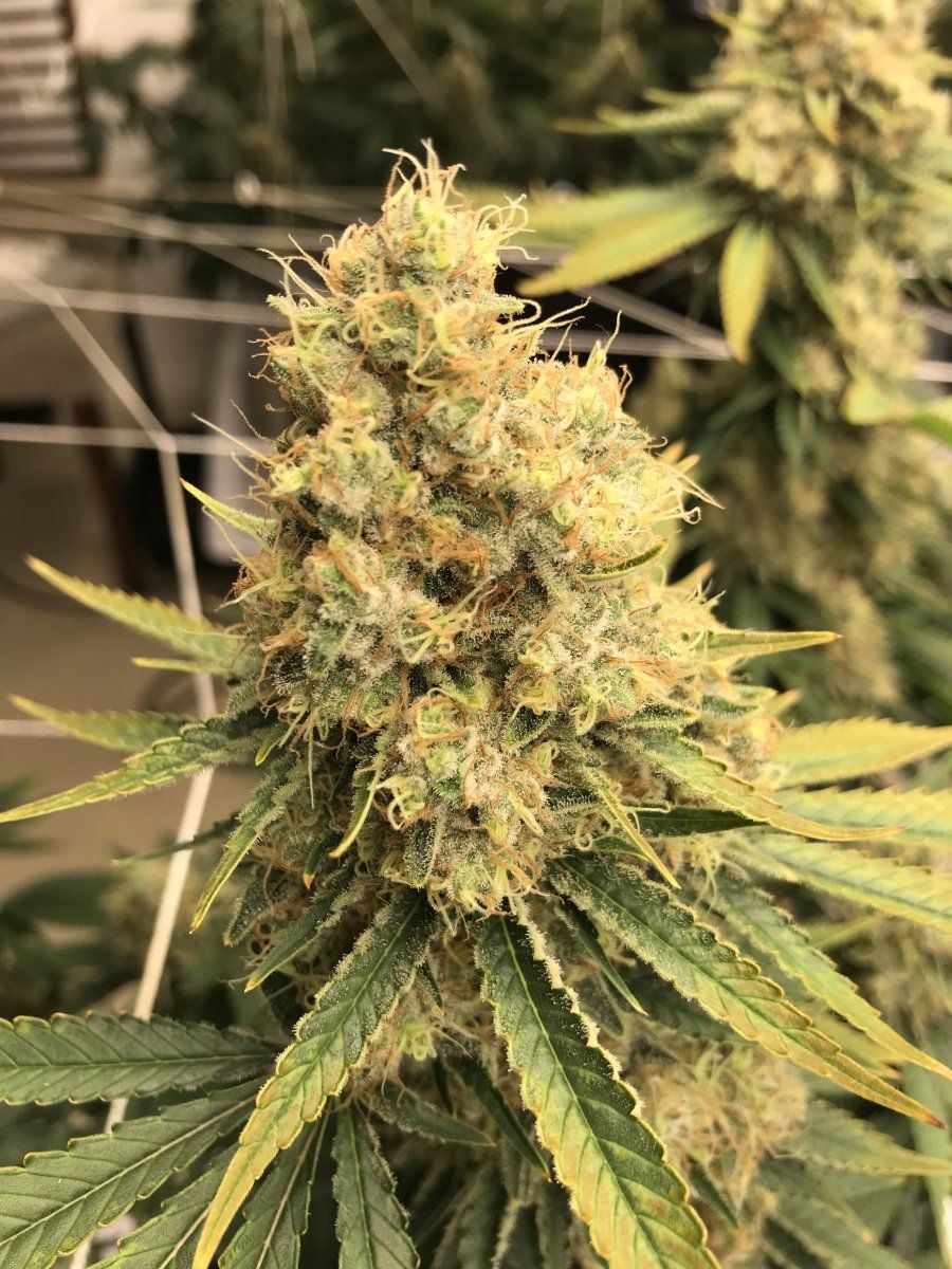 How long left until chop