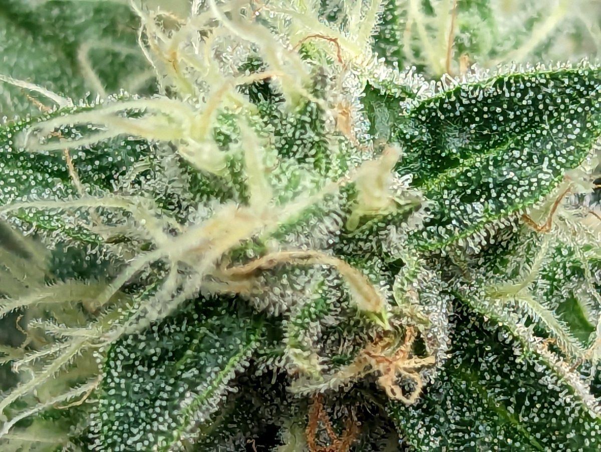 How longish till harvest please