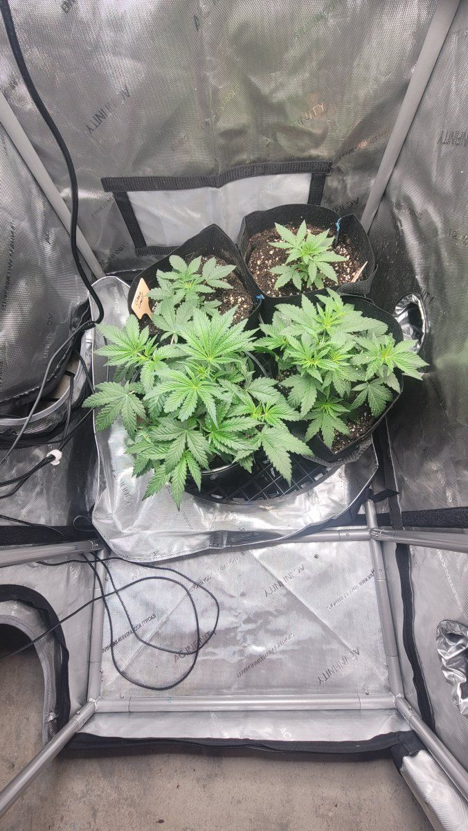 How many pots for a 3x2 tent