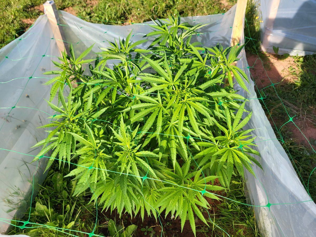 How many tops for an outdoor grow