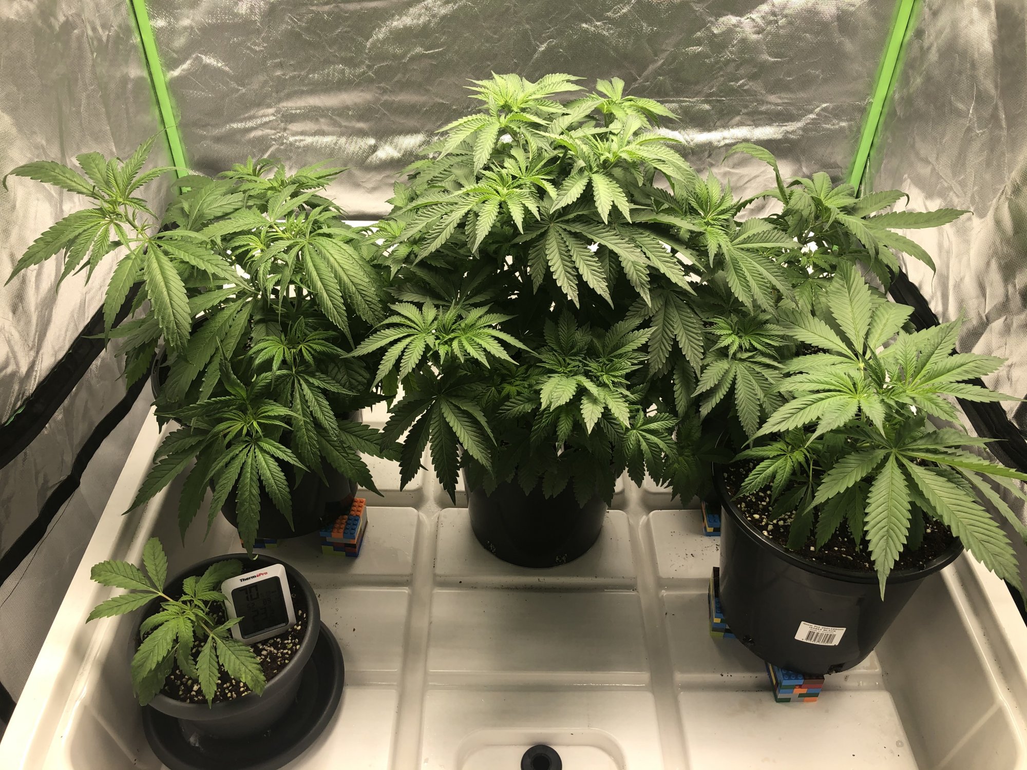 How much do i defoliate here 3
