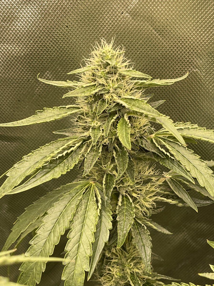 How much longer before the two week flush 3