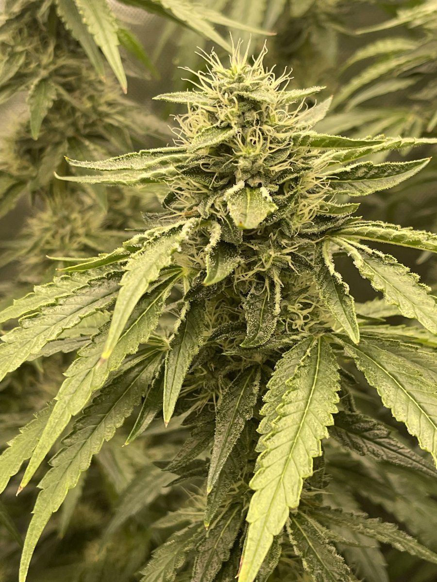 How much longer before the two week flush 4
