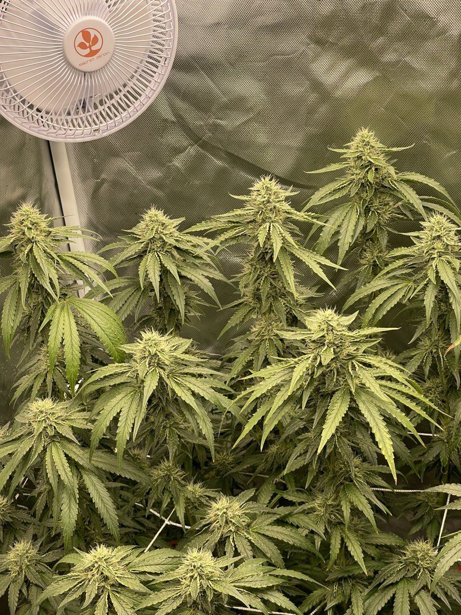 How much longer before the two week flush