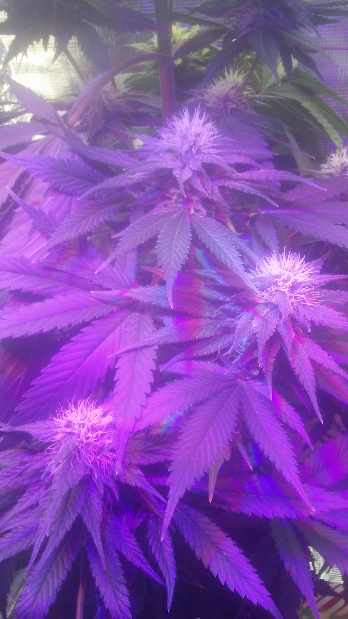 How much longer for this bagseed 3