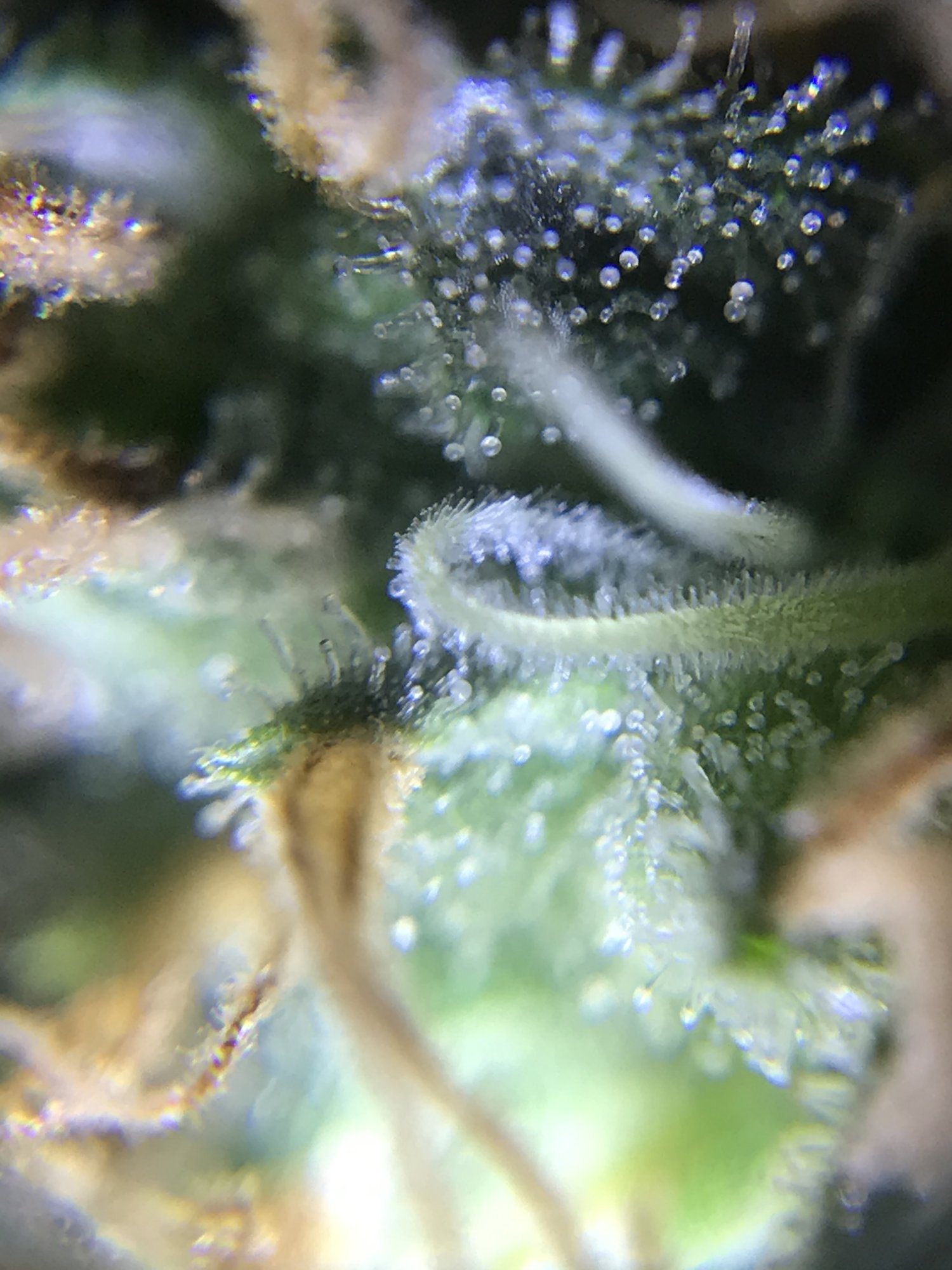 How much longer trichome pictures 4