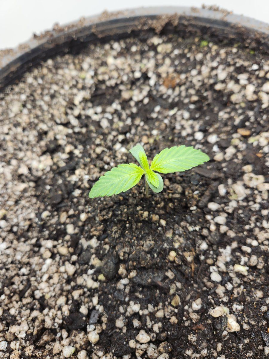 How much ppfd for seedling