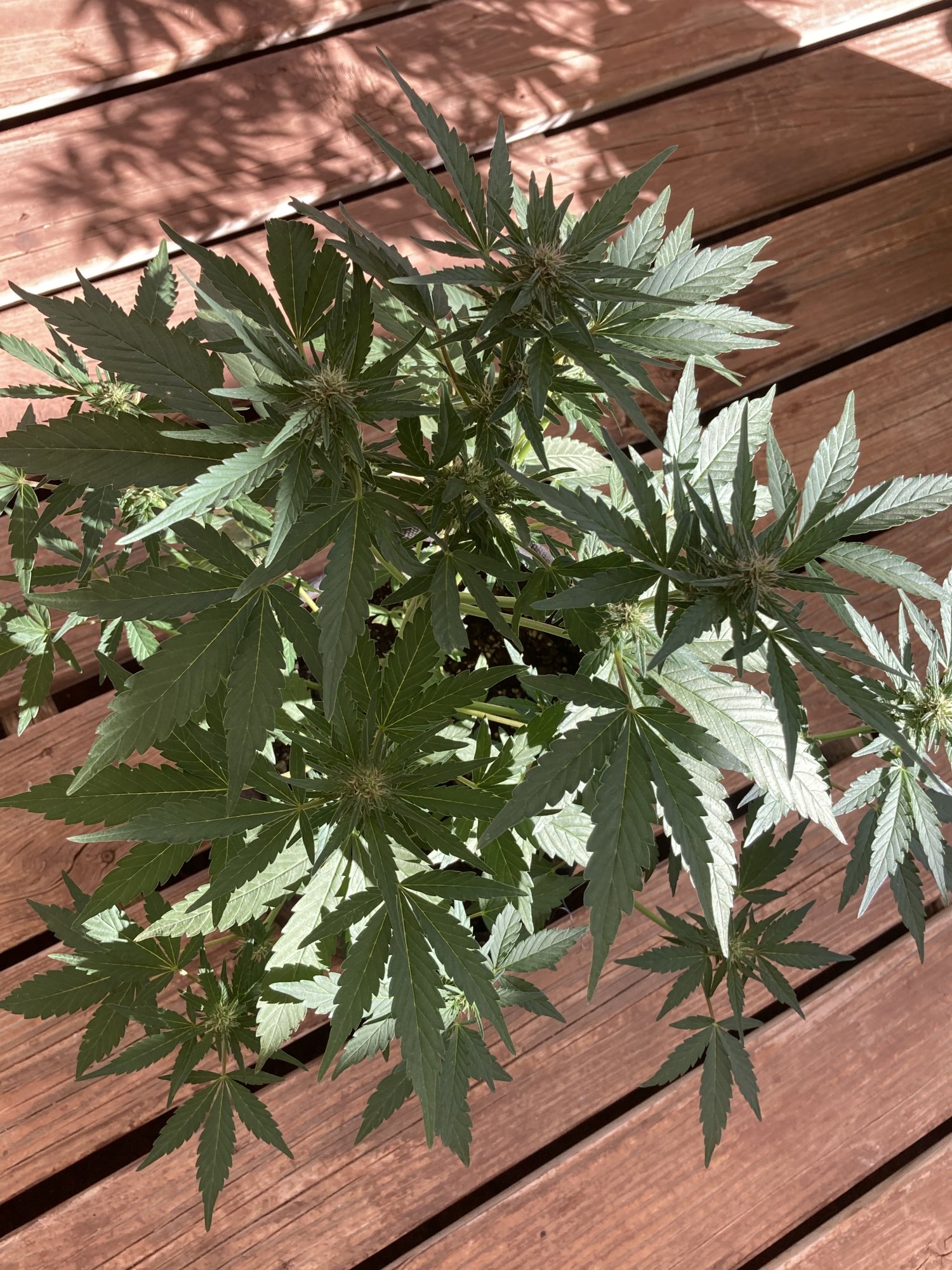 How much will my plants yield 3