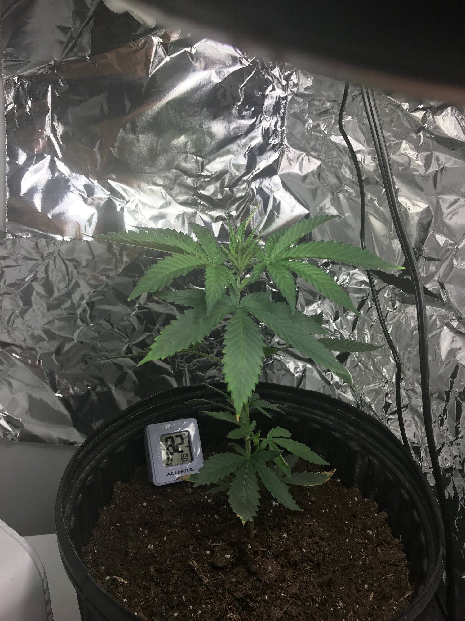 How should i train this plant 2