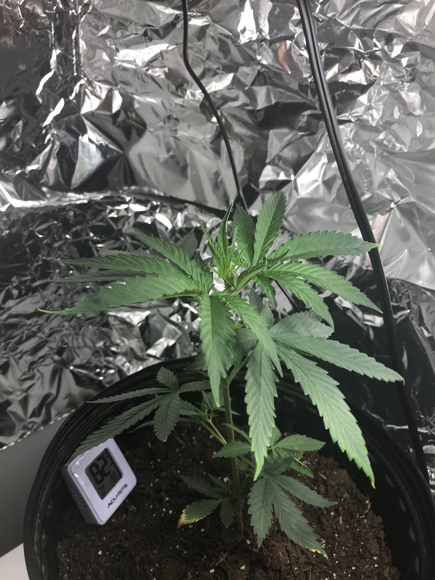 How should i train this plant