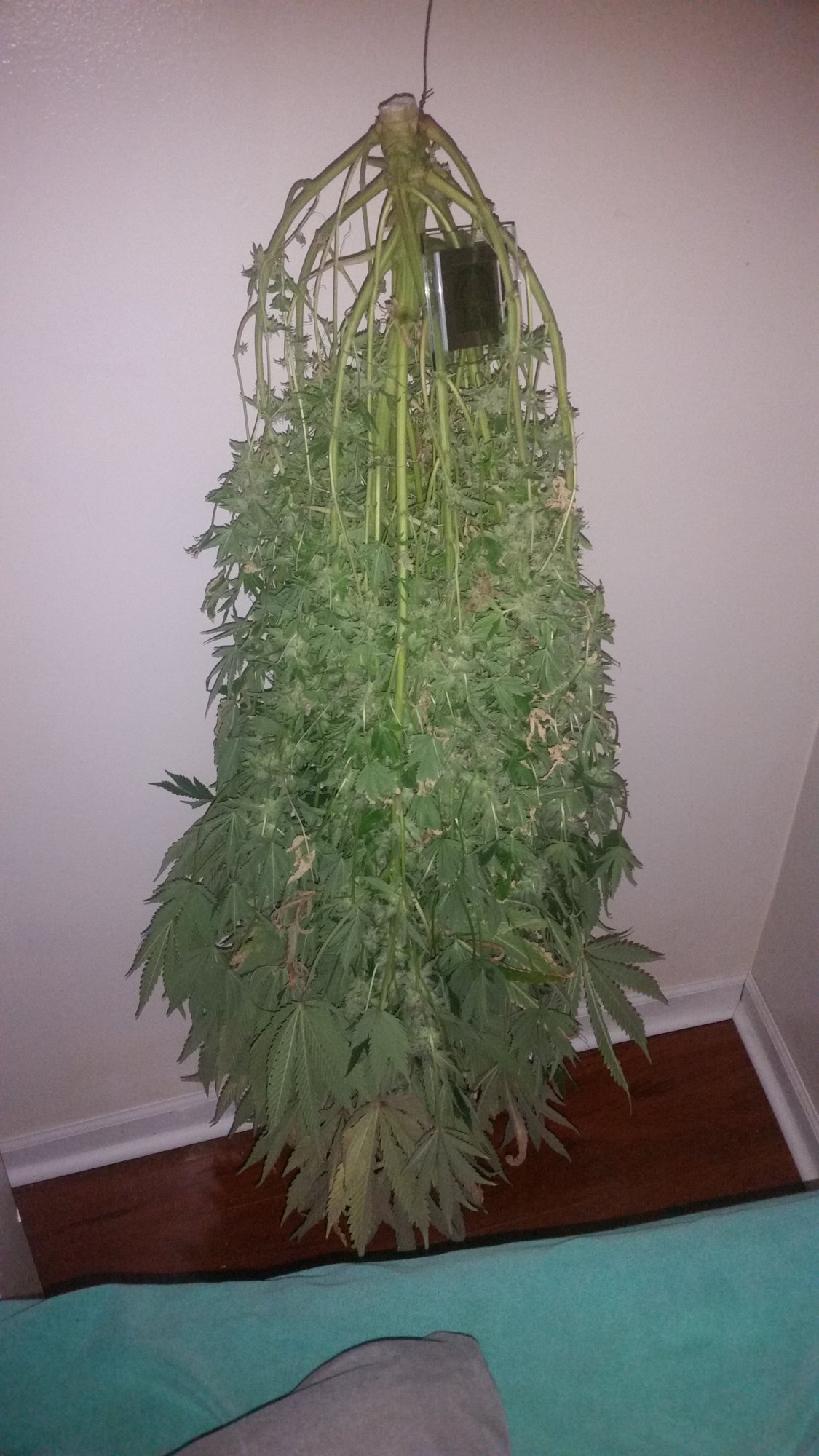 How to best dry a very bushy plant