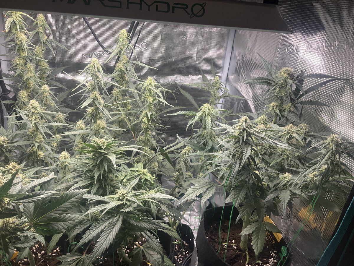 How to control smell while hiding grow tent 2