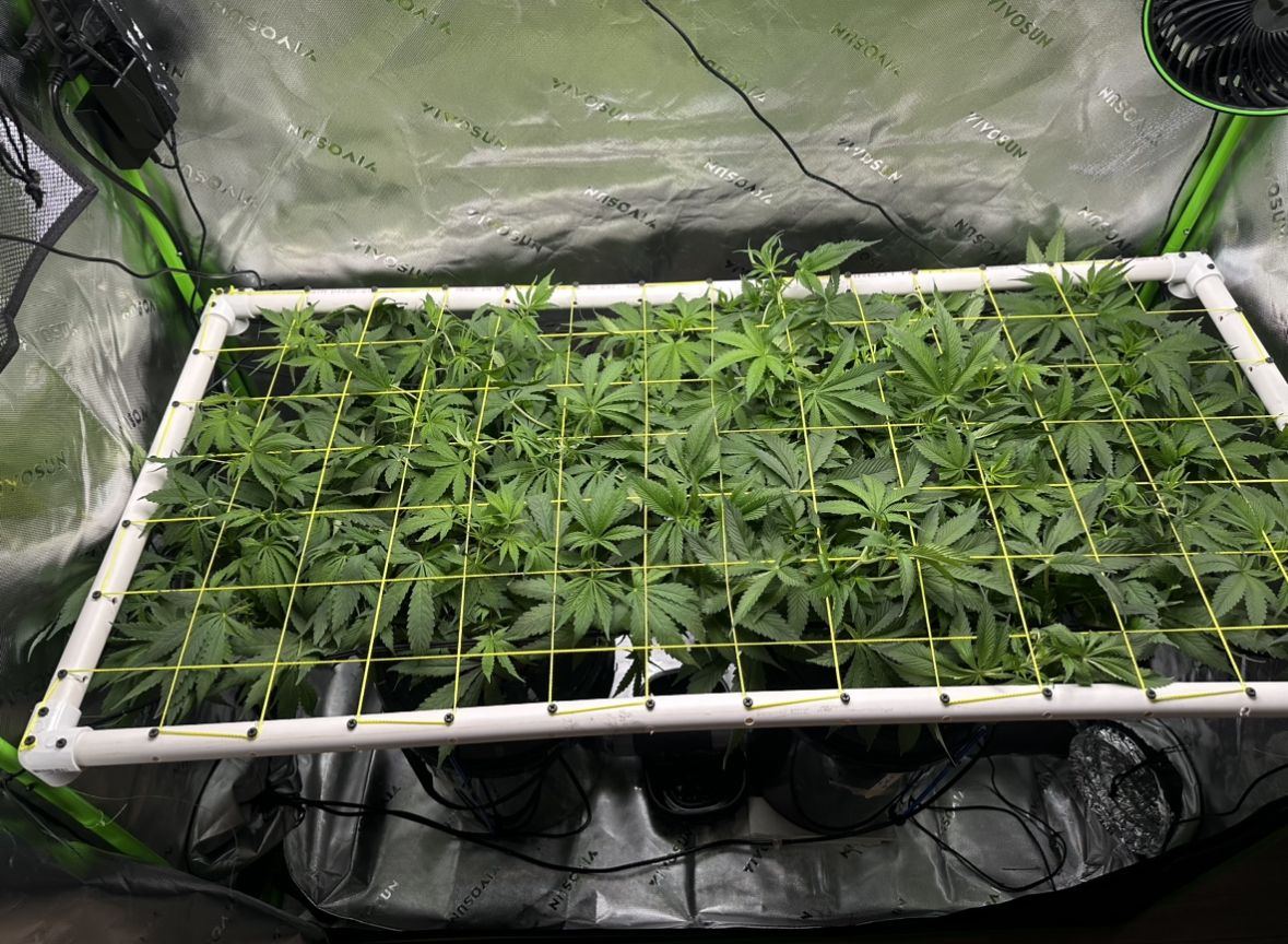 How to diy build scrog cheap  easy 3