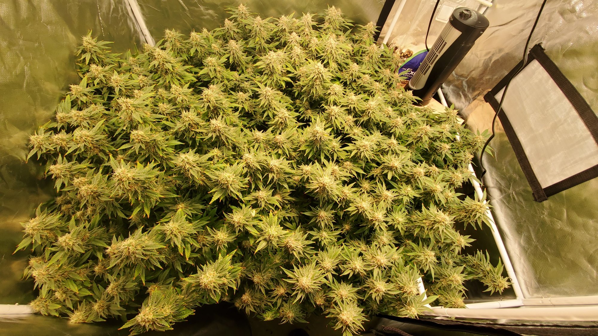 How to fully fill a tent 2