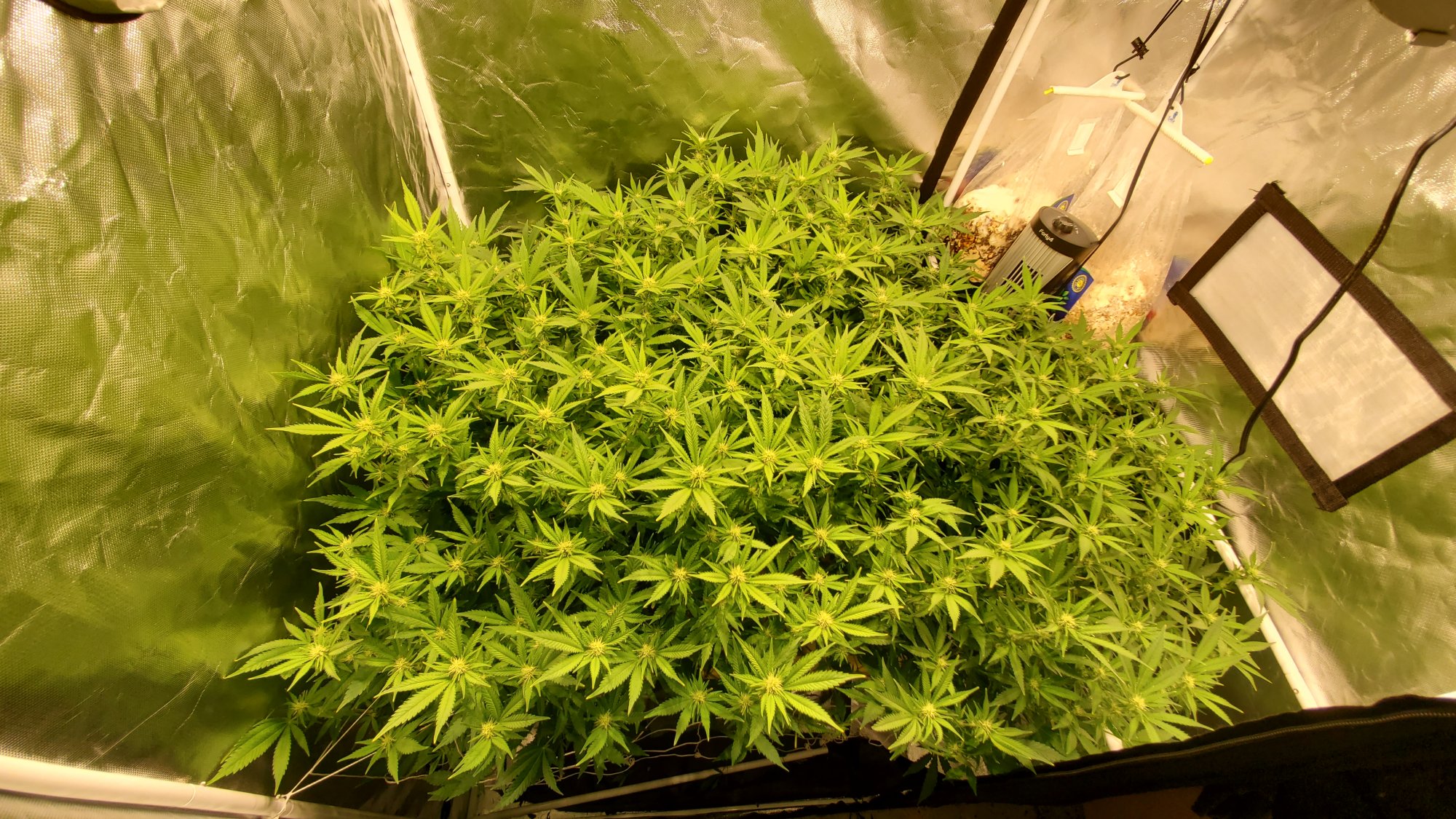 How to fully fill a tent 3