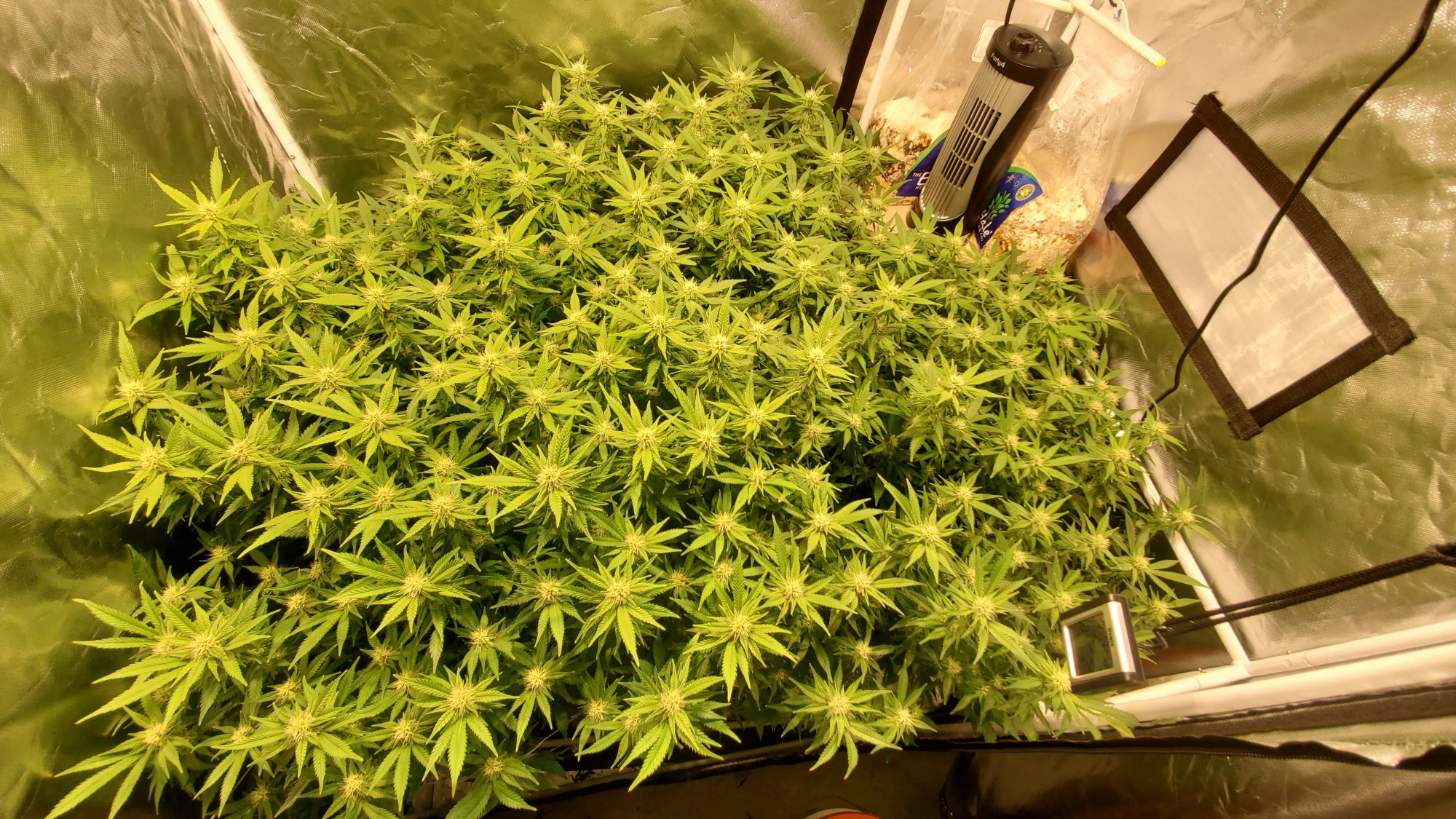 How to fully fill a tent 4
