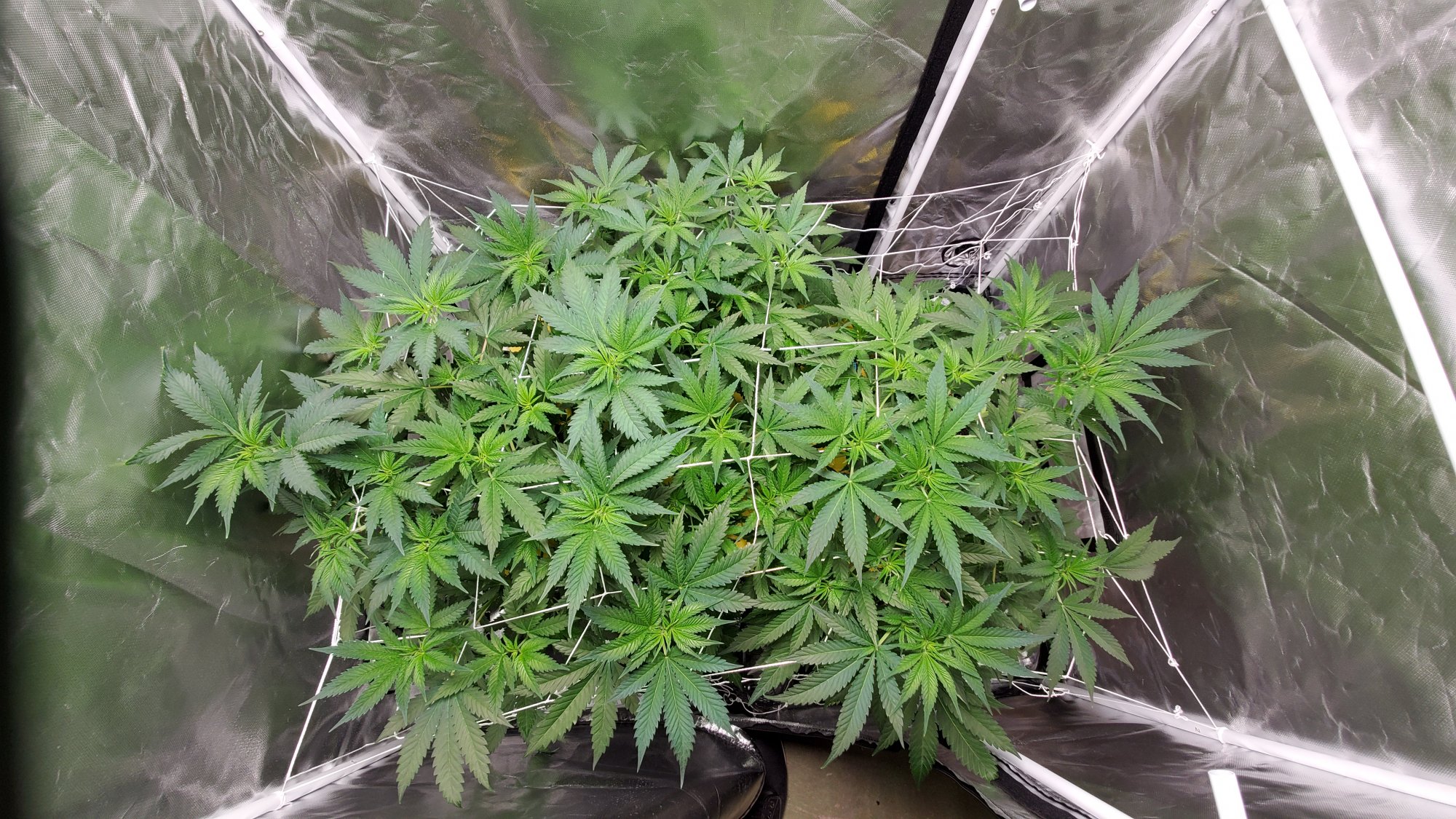 How to fully fill a tent 9