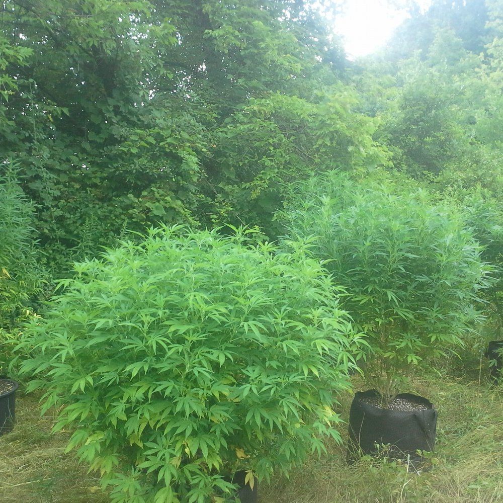 How To Get Bushy Plants? - THCFarmer