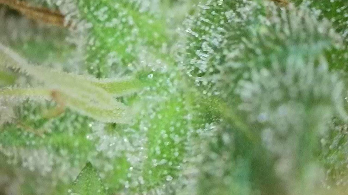 How to know when to pick the buds 3
