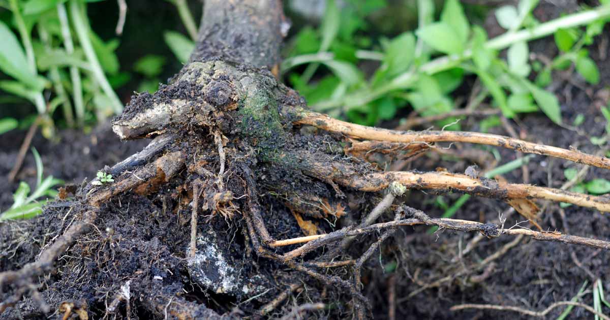 How to Manage Root Rot in Fruit Nut and Landscape Trees FB