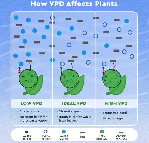 How VPD
