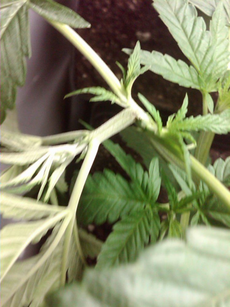 How was my super crop 2