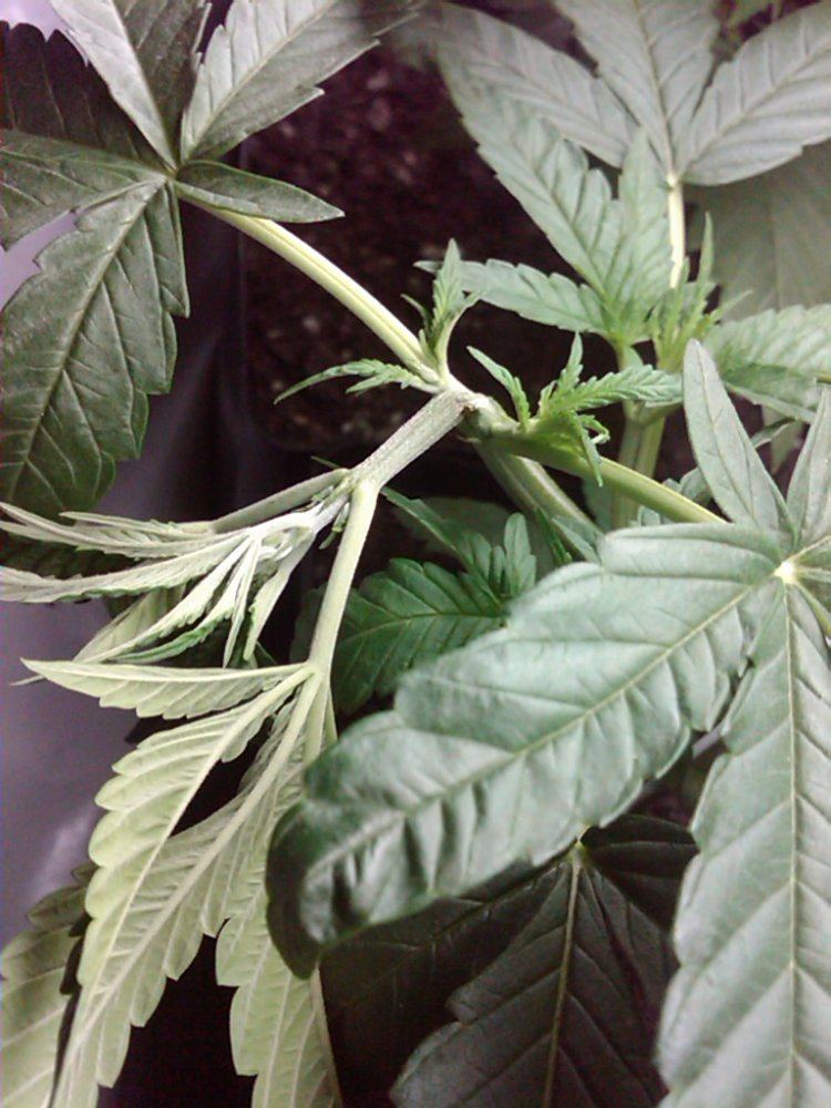 How was my super crop 3