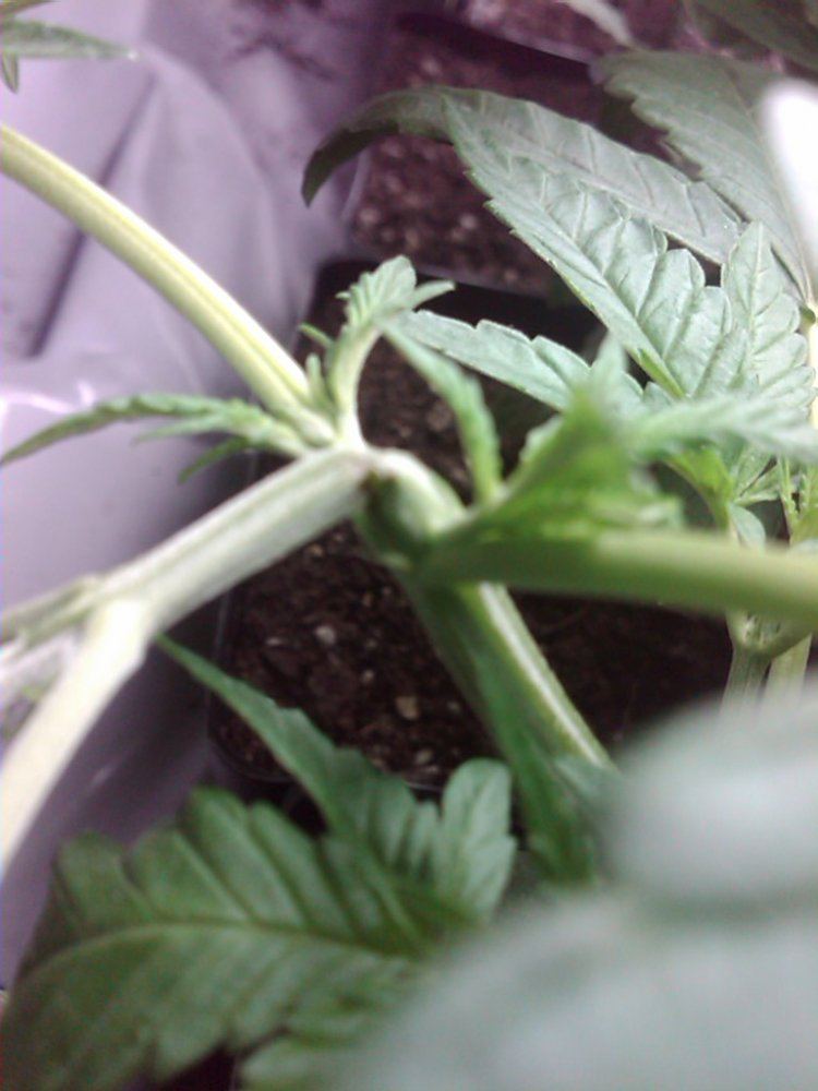 How was my super crop