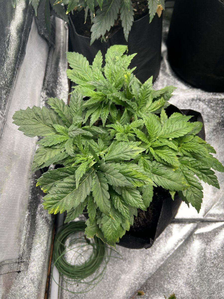 How would i defoliate this plant its very short 2