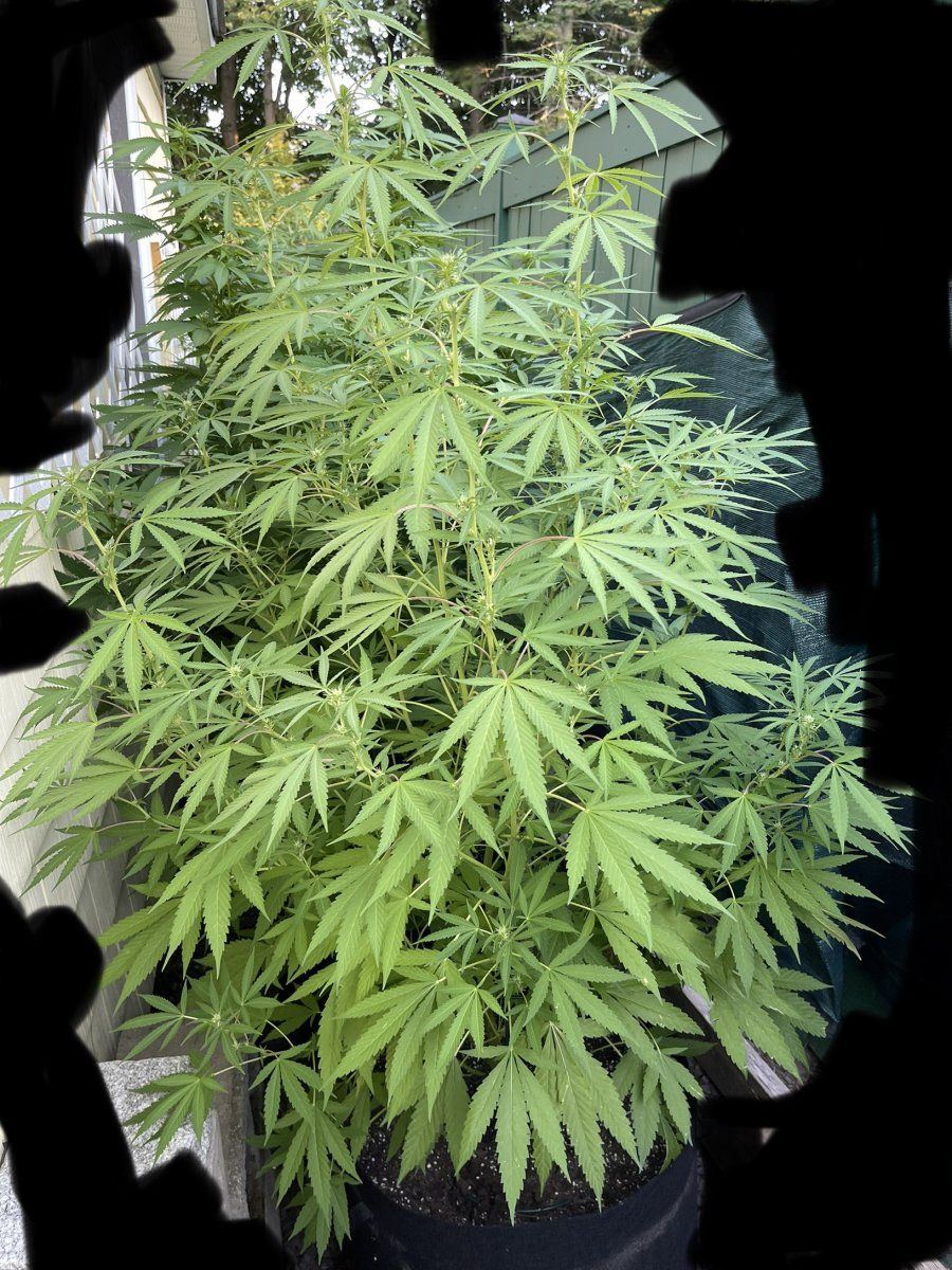 How would you prune or defoliate this outdoor plant week 23 of flower or should i not