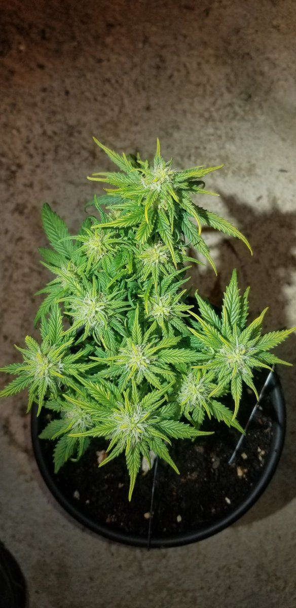 Hows it looking also defoliation advice requested 4