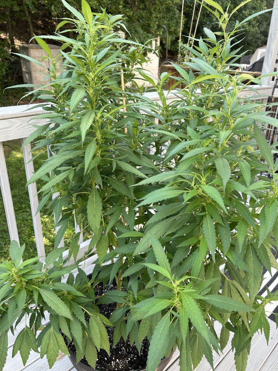 www.thcfarmer.com