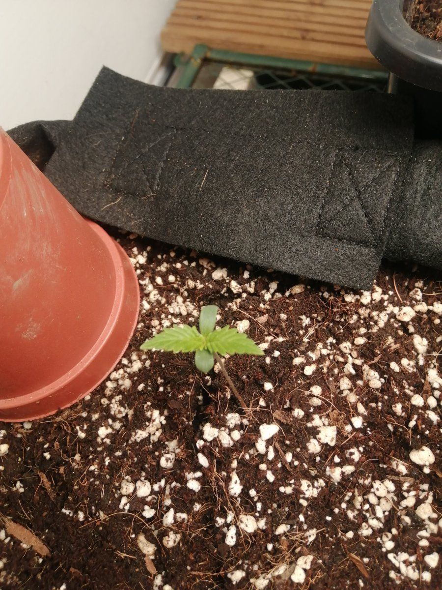 Hows my girl looking  1st grow 3