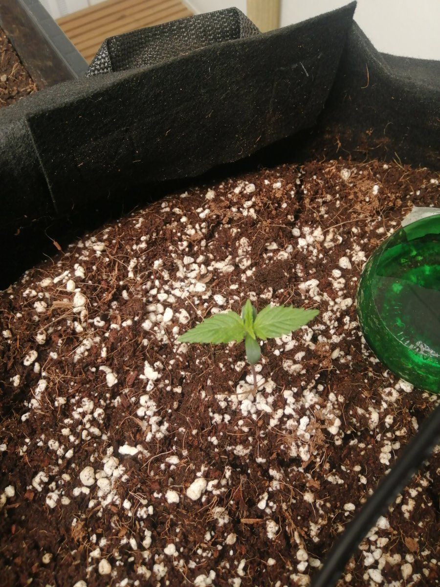 Hows my girl looking  1st grow 4