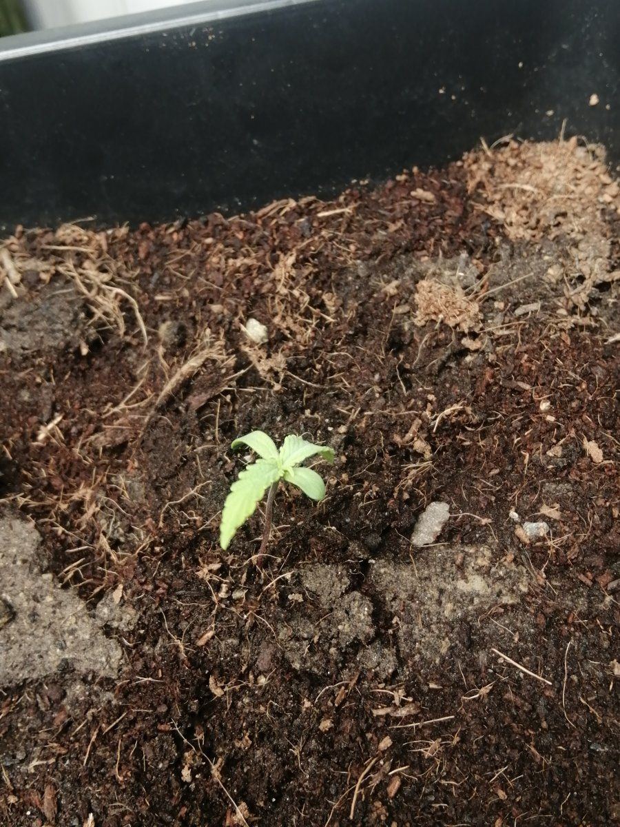 Hows my girl looking  1st grow 6
