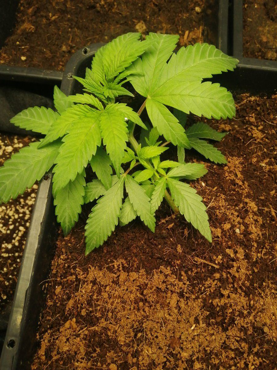 Hows my girl looking  1st grow
