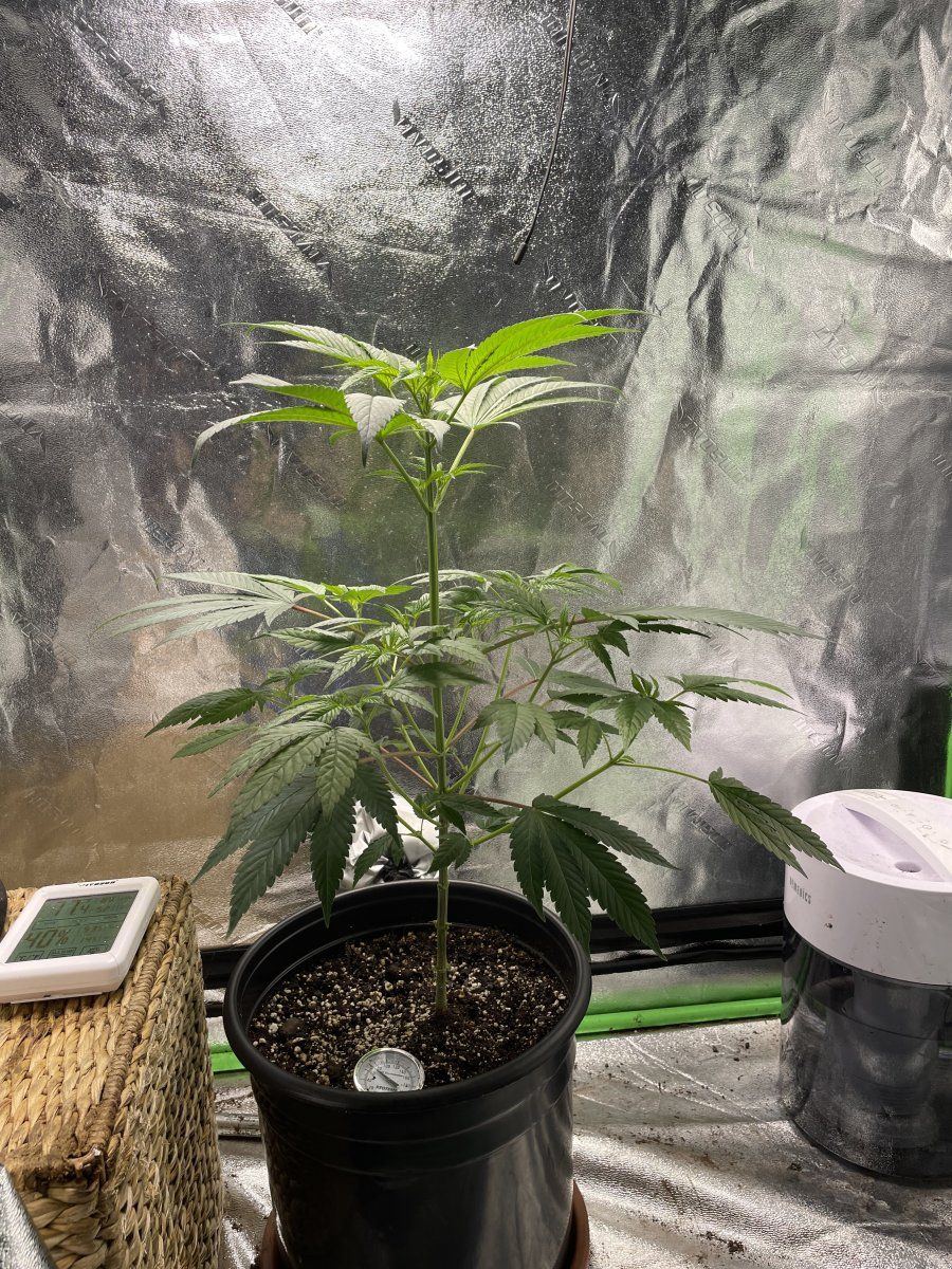 Hows she look day 2 of flowering 2