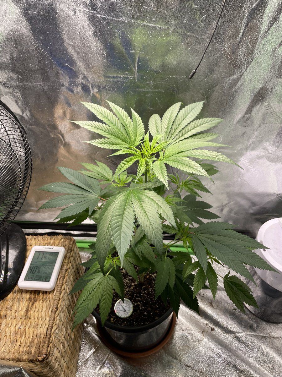 Hows she look day 2 of flowering