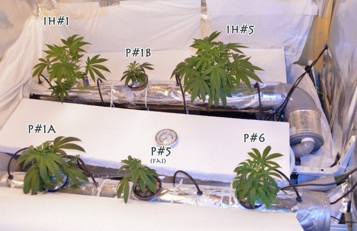 HP5 group label2