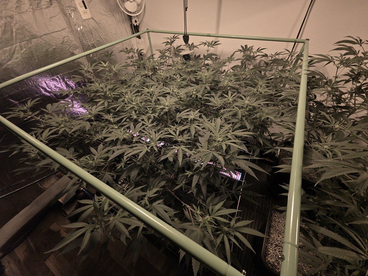 Hps switch day 13 1