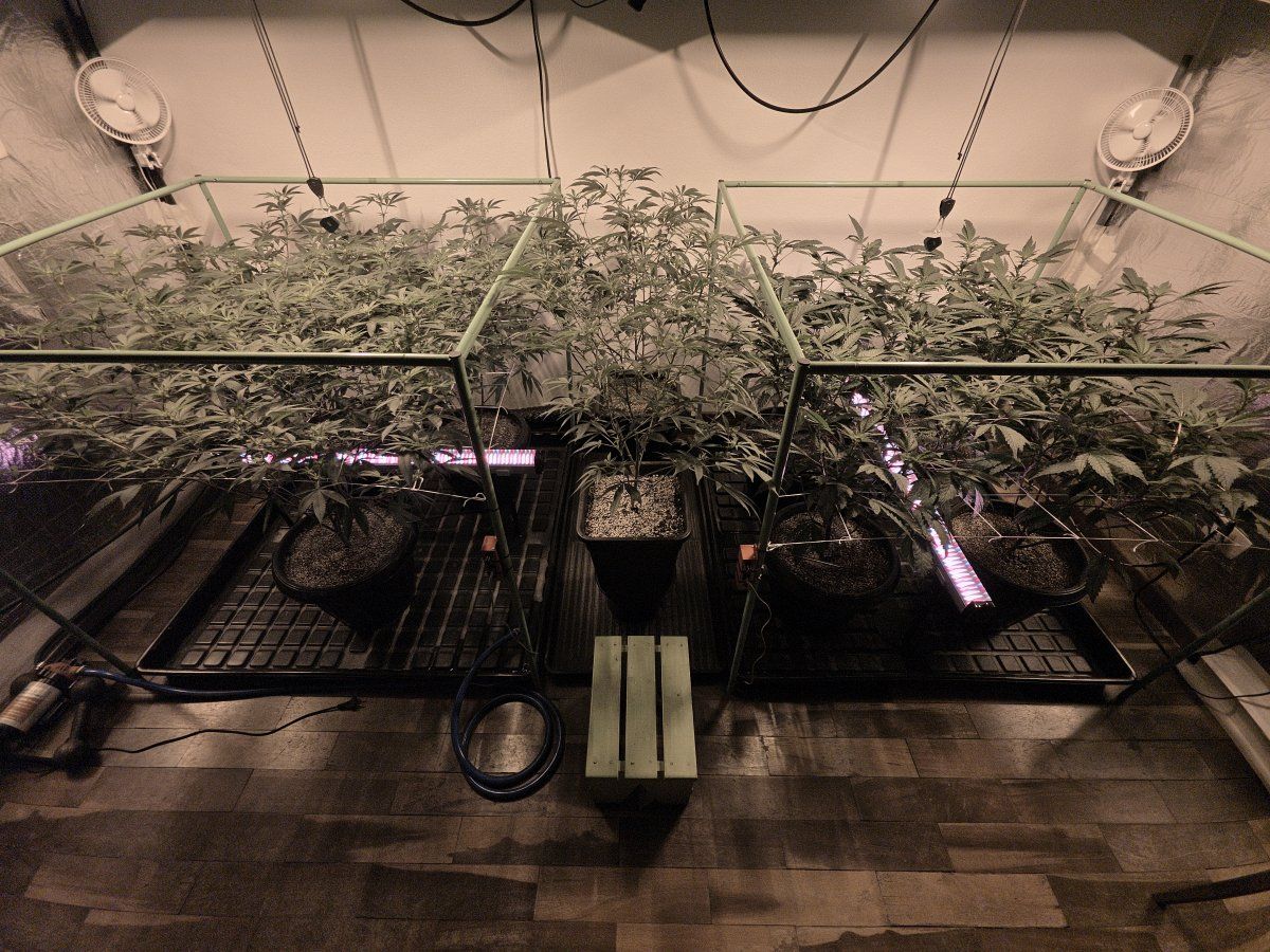 Hps switch day 13 2