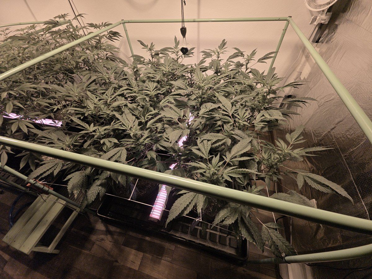 Hps switch day 13 3
