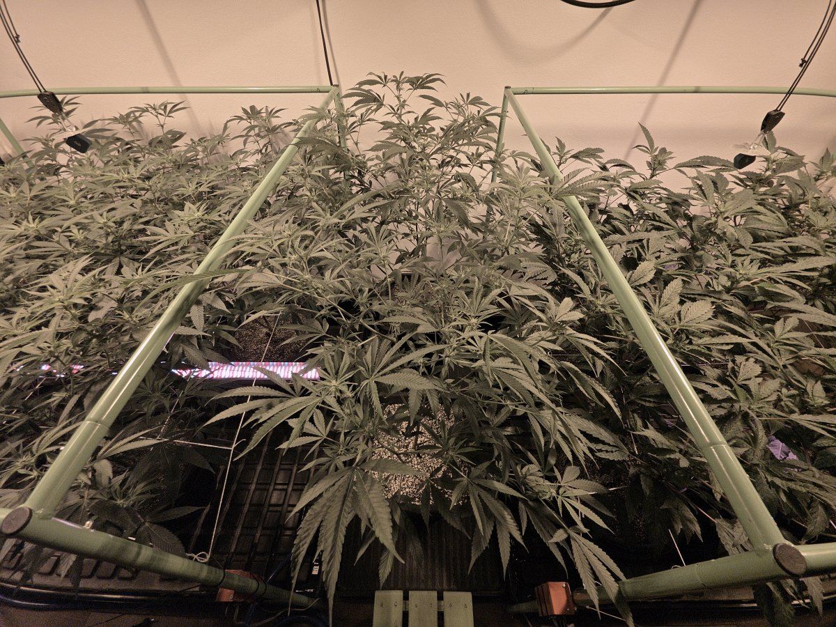 Hps switch day 13 4