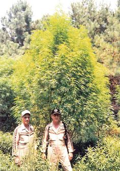 HST tree