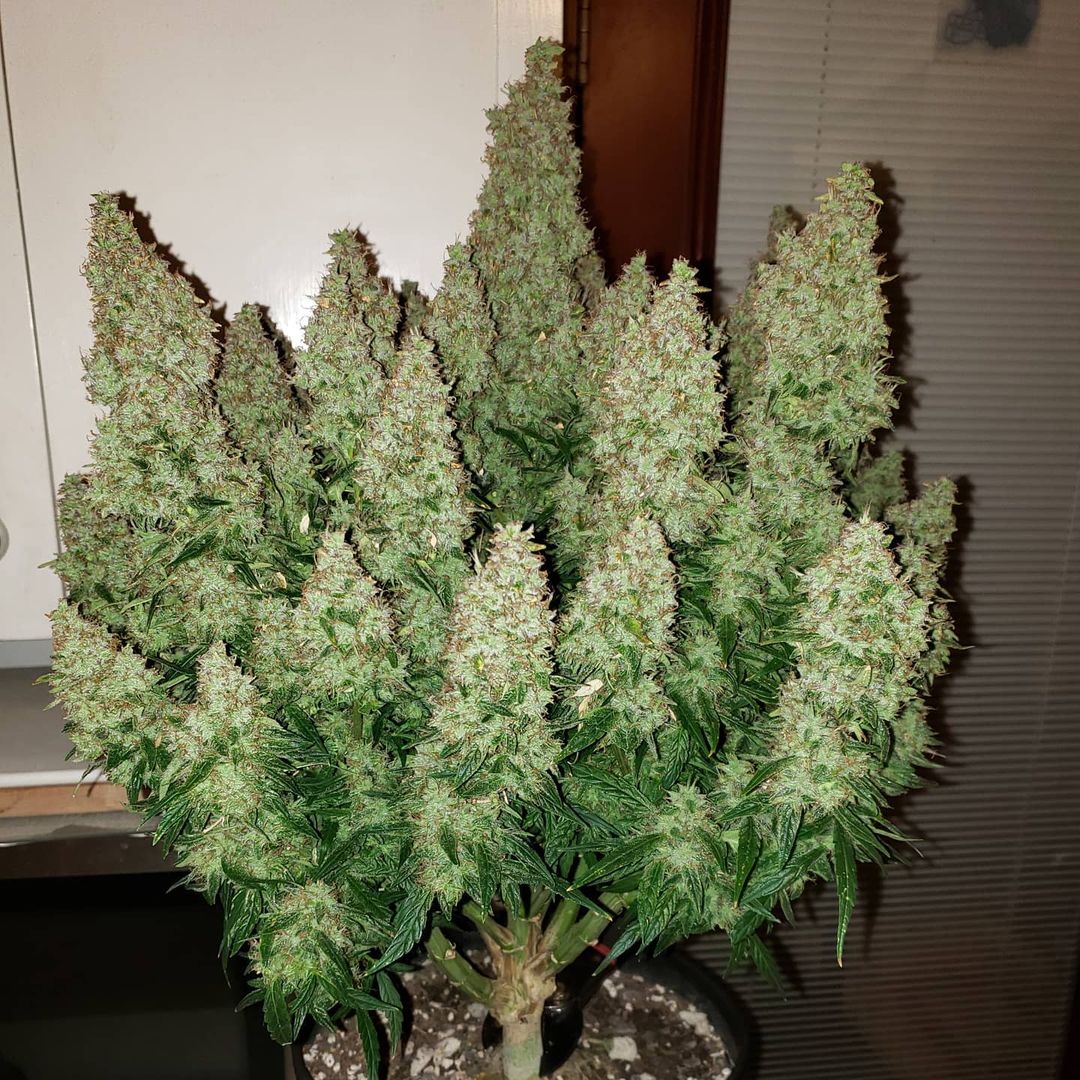huge-jpg.1075254