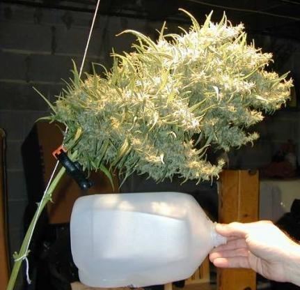 HUGEBUD
