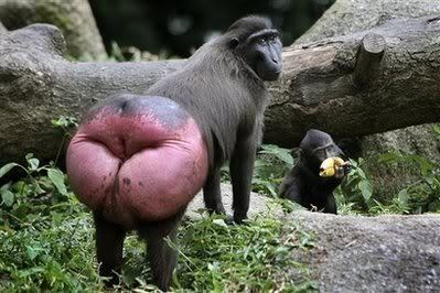 Hugechimpbutt