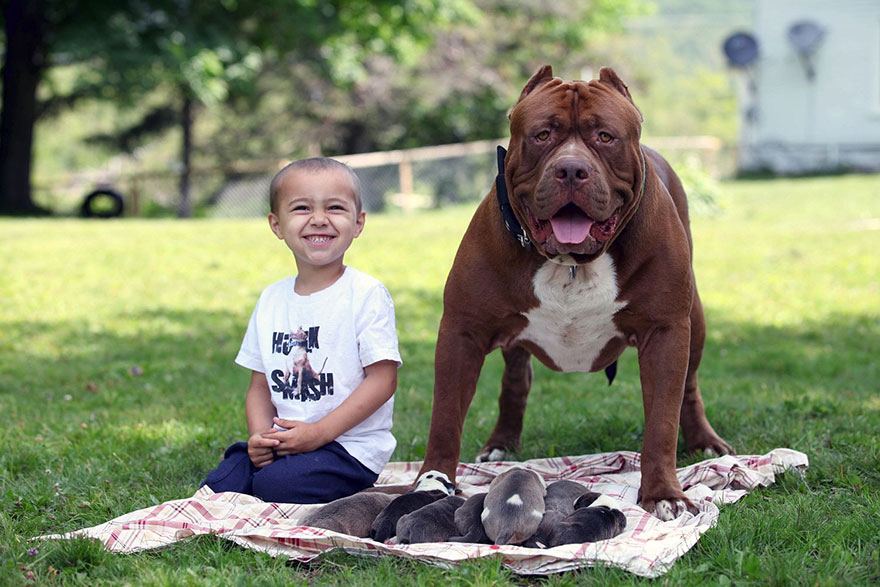 Hulk pitbull largest puppies 6