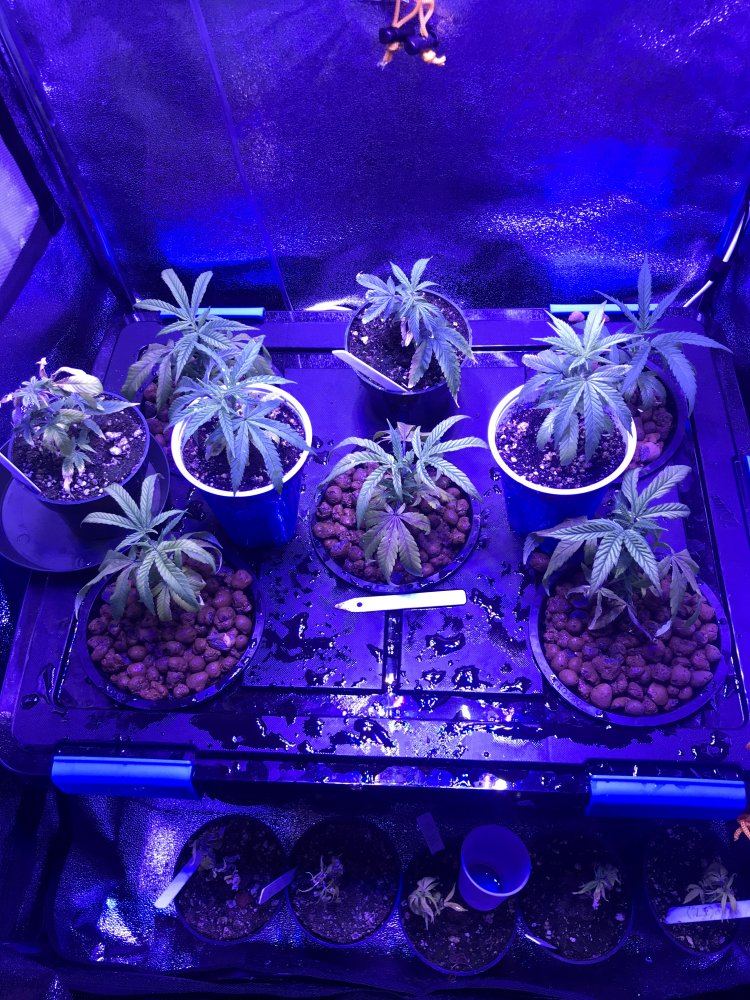 Humble pie dwc grow questions start 2 1 19 2